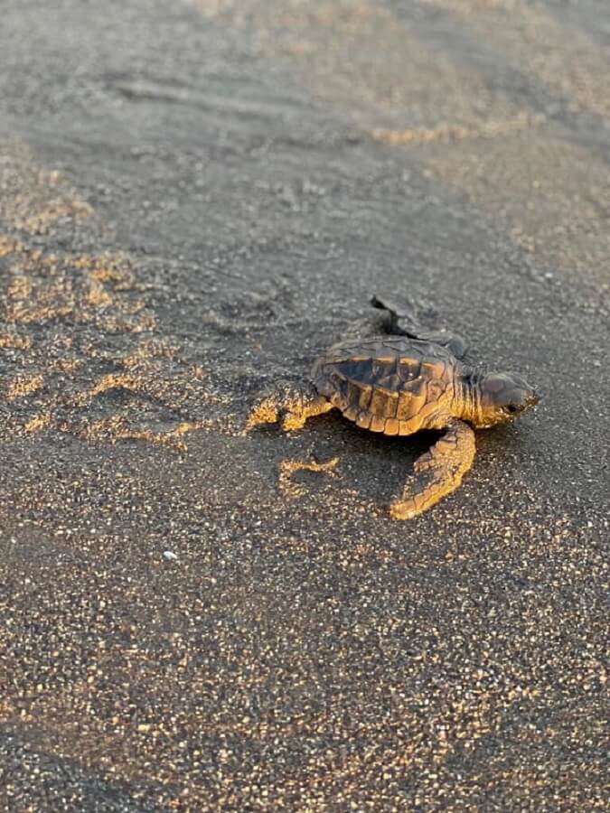 turtle on sand - The Power Within: Discovering Our Inherent Value